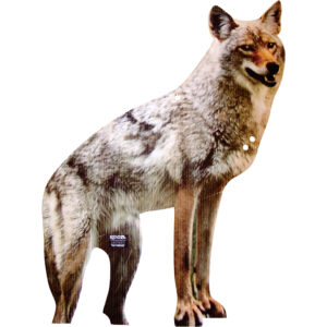 coyote decoy