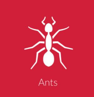 Ants