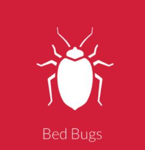 Bed bugs