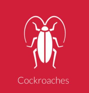 Cockroaches