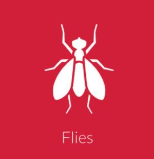 Flies