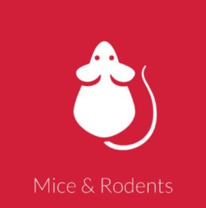 Mice & Rats