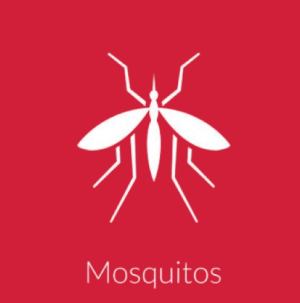 Mosquitos