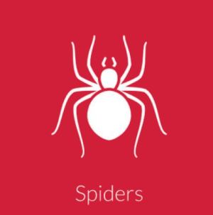 Spiders