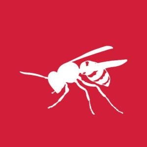 Wasps